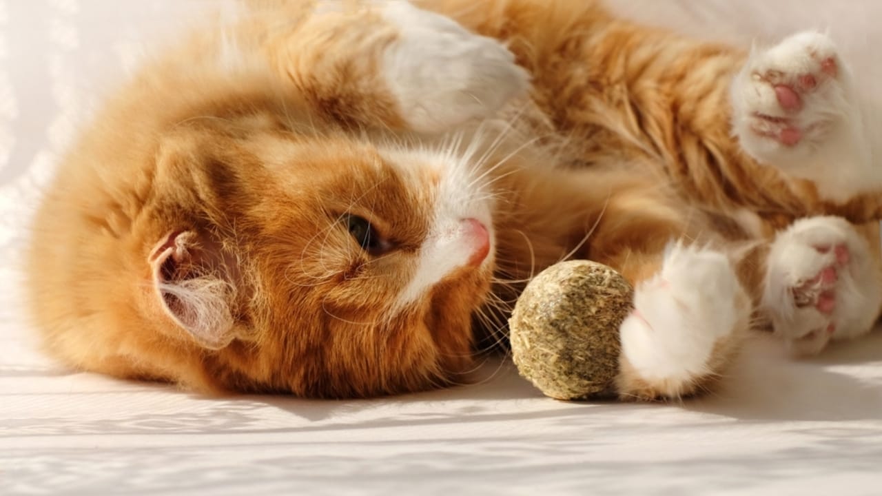 10 Things Every Cat Owner Should Know Before Saying "Yes" to Catnip - cat playing catnip ball ss2172527197