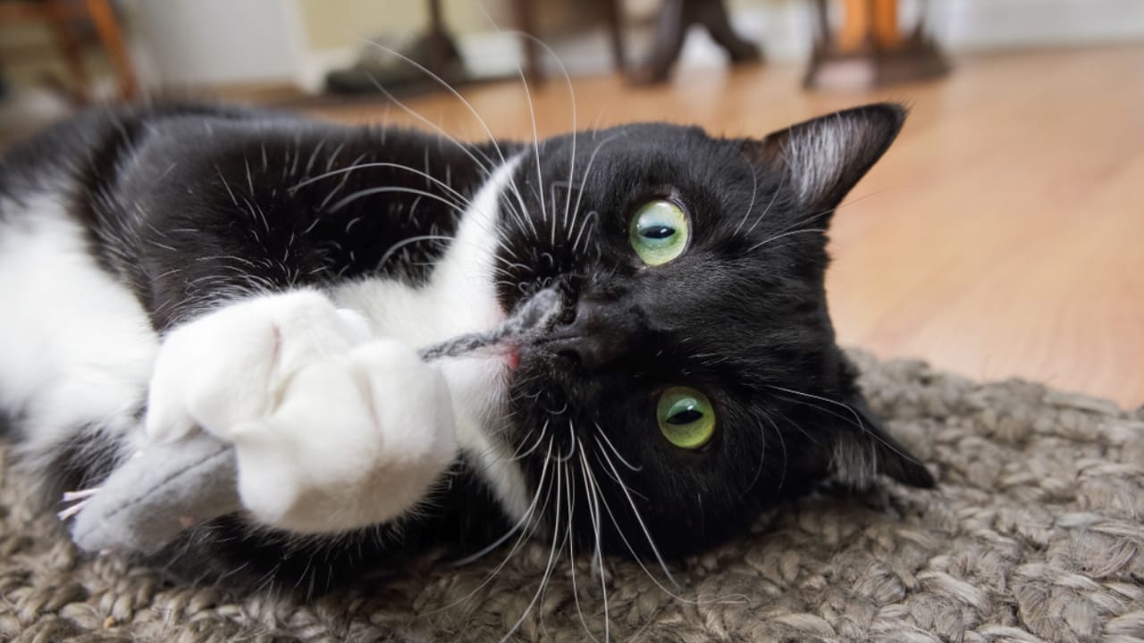 Why Cats Rule: 24 Reasons They're Better Than Dogs 7 Why Cats Rule: 24 Reasons They're Better Than Dogs - cat playing catnip mouse ss1192879189