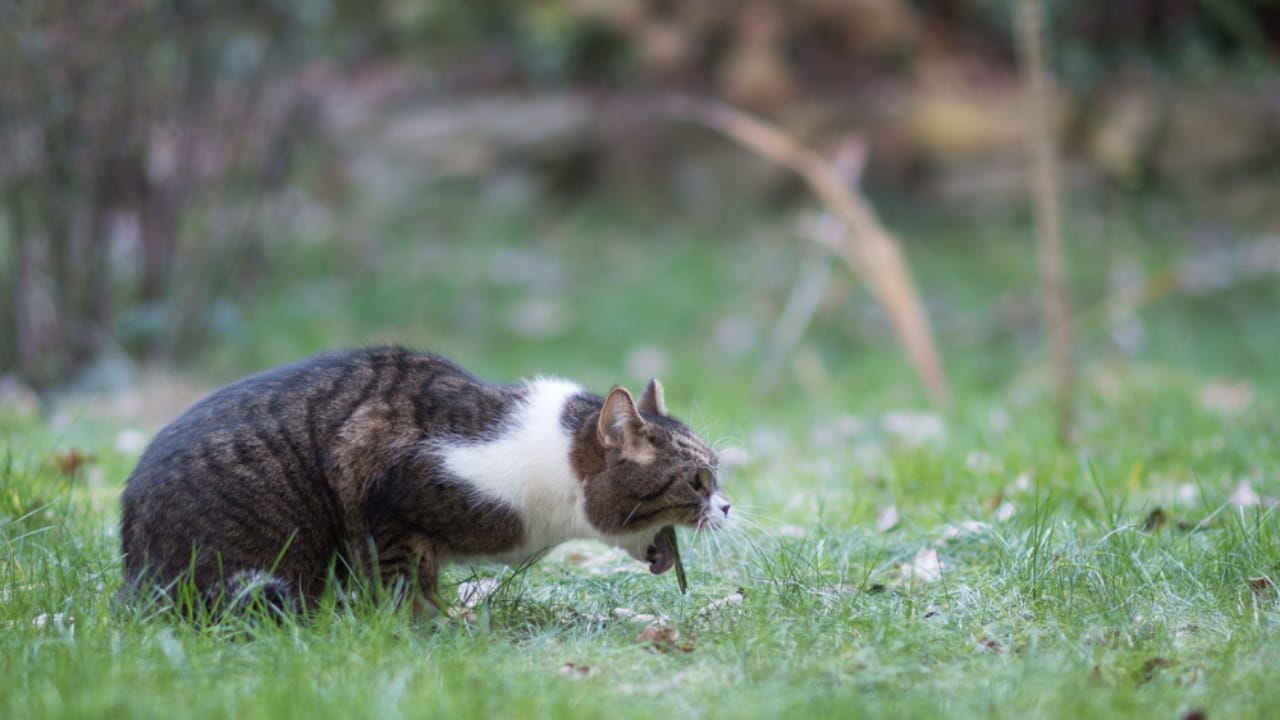 10 Things Every Cat Owner Should Know Before Saying "Yes" to Catnip - cat puke dp388697008