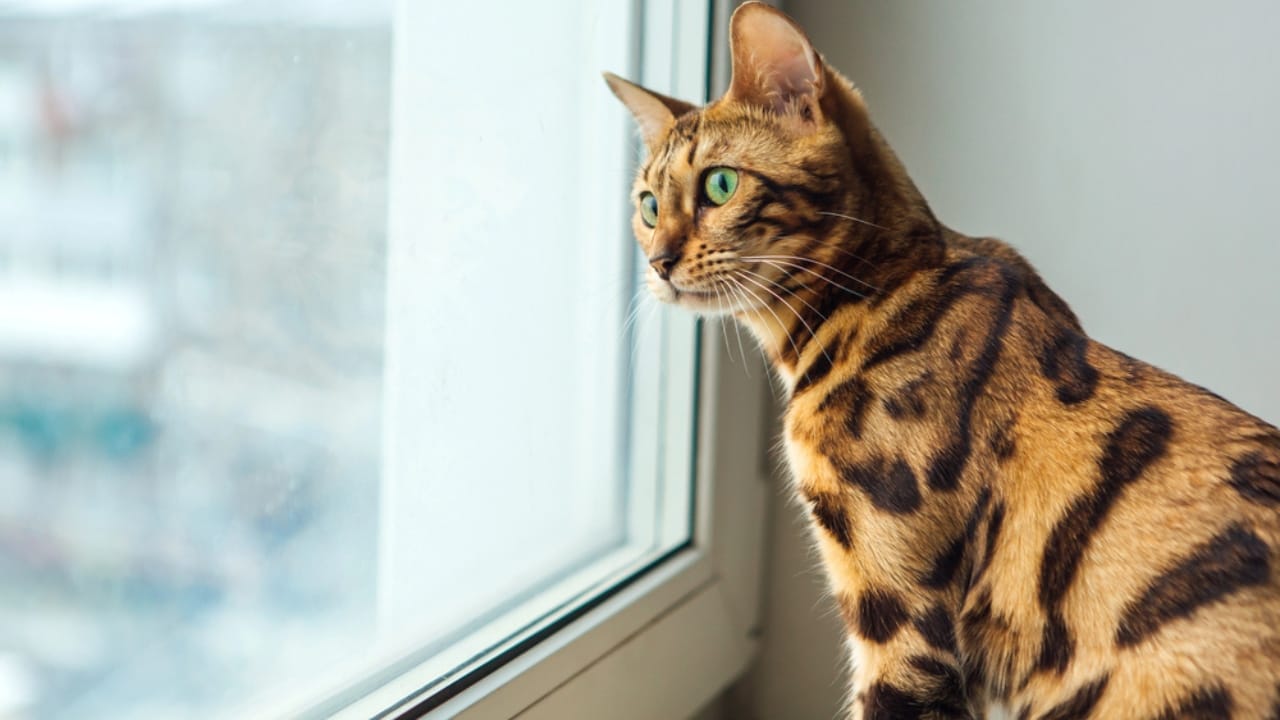 30 Ways to Become Your Cat's Best Friend - cat sitting windowsill dp421828894