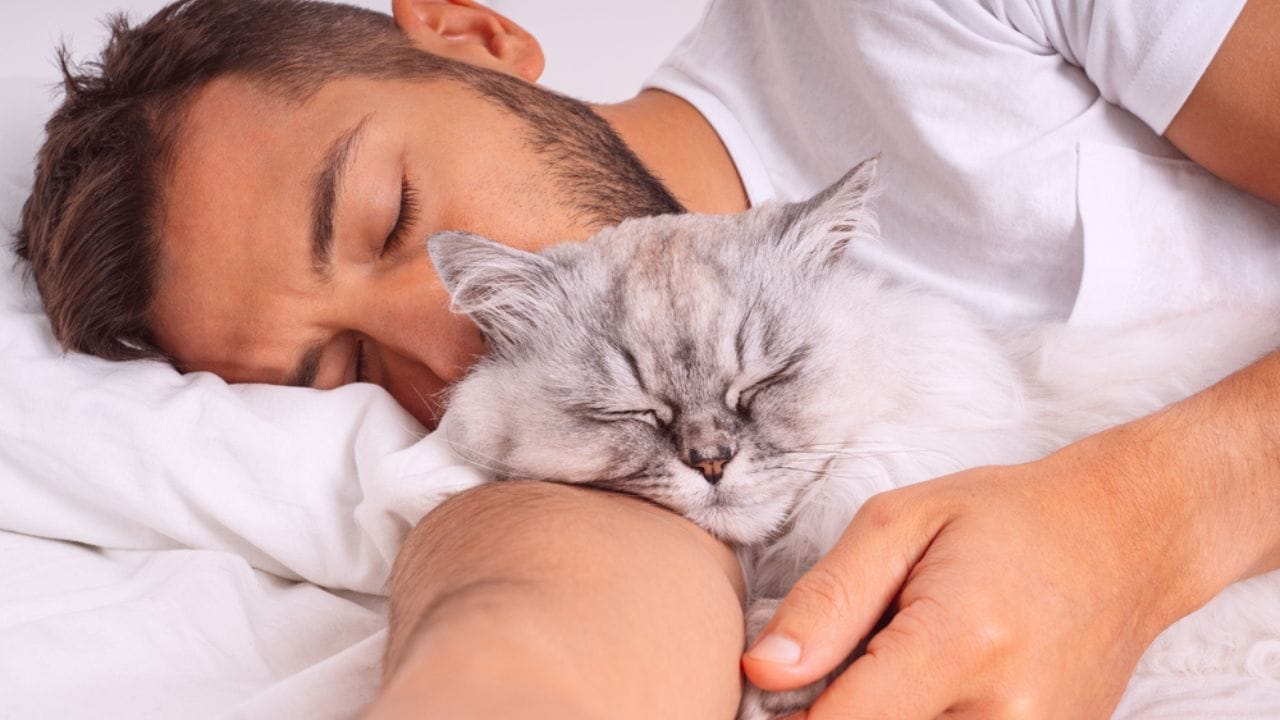 12 Subtle Ways Cats Show Their Love That We Often Overlook - cat sleeping near head dp547871266