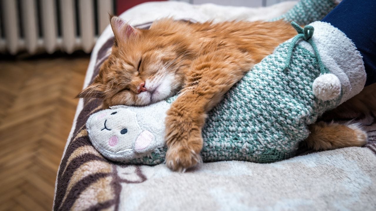 18 Ways to Help Your Senior Cat Thrive in Their Golden Years 7 18 Ways to Help Your Senior Cat Thrive in Their Golden Years - cat sleeping on foot dp453239570