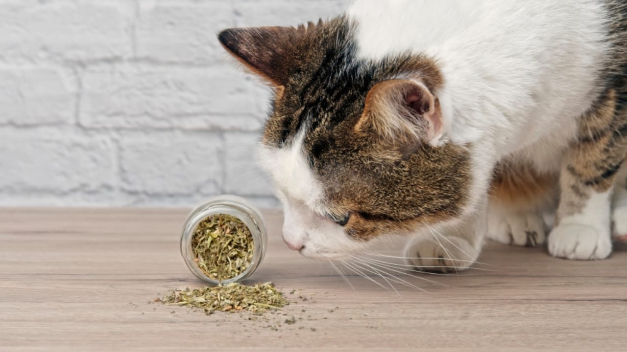 10 Things Every Cat Owner Should Know Before Saying "Yes" to Catnip - cat sniffing dried catnip ss1372584350