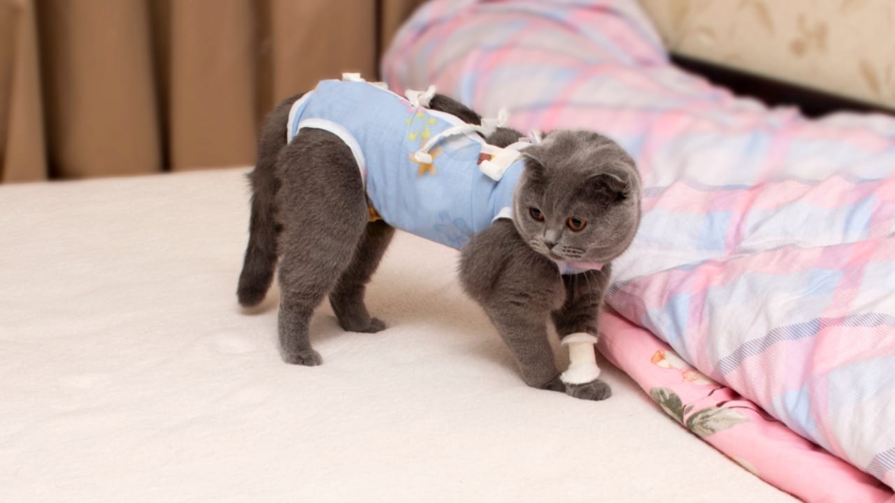 30 Ways to Become Your Cat's Best Friend - cat spayed dp344994586