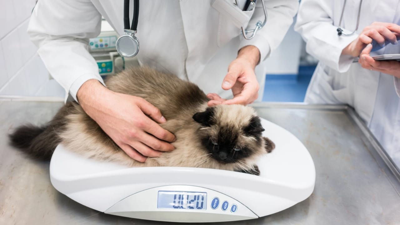 30 Ways to Become Your Cat's Best Friend - cat weighing dp194242544