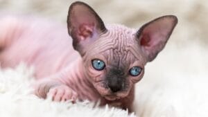 The Truth Behind the Viral "Bullycat" Breed 1 The Truth Behind the Viral "Bullycat" Breed - cat with blue eyes ss2073064586