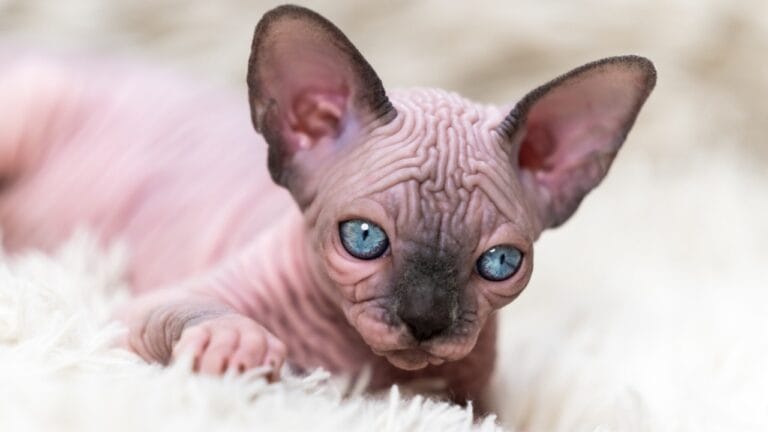 The Truth Behind the Viral "Bullycat" Breed 7 The Truth Behind the Viral "Bullycat" Breed - cat with blue eyes ss2073064586
