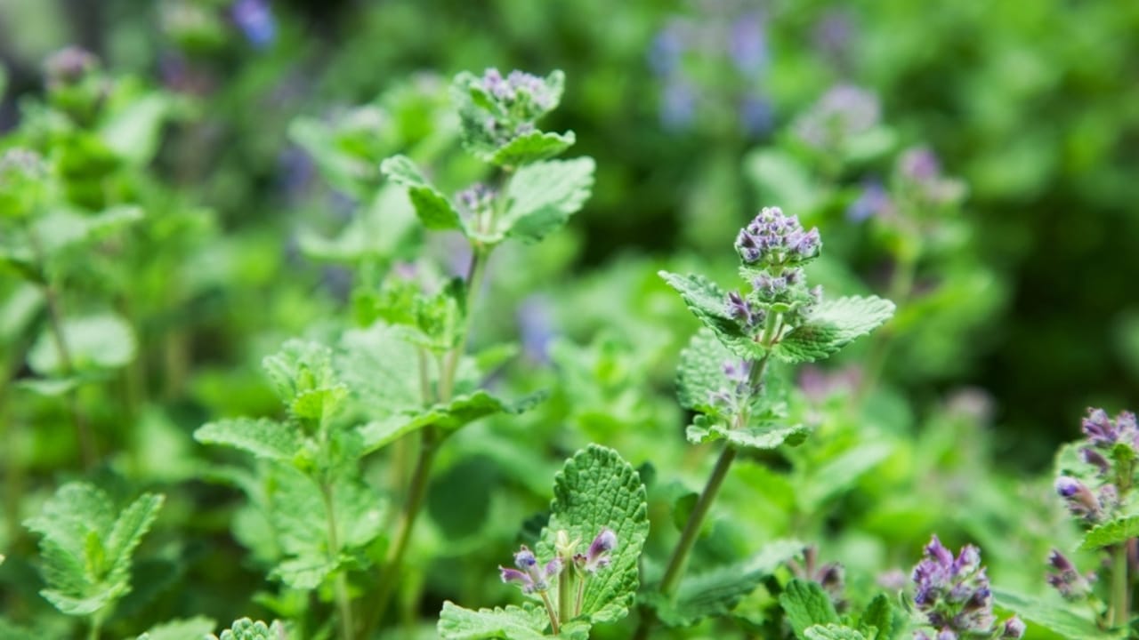 Keep Your Garden Free from Japanese Beetles with This Easy-to-Grow Herb 4 Keep Your Garden Free from Japanese Beetles with This Easy-to-Grow Herb - catnip dp120107726