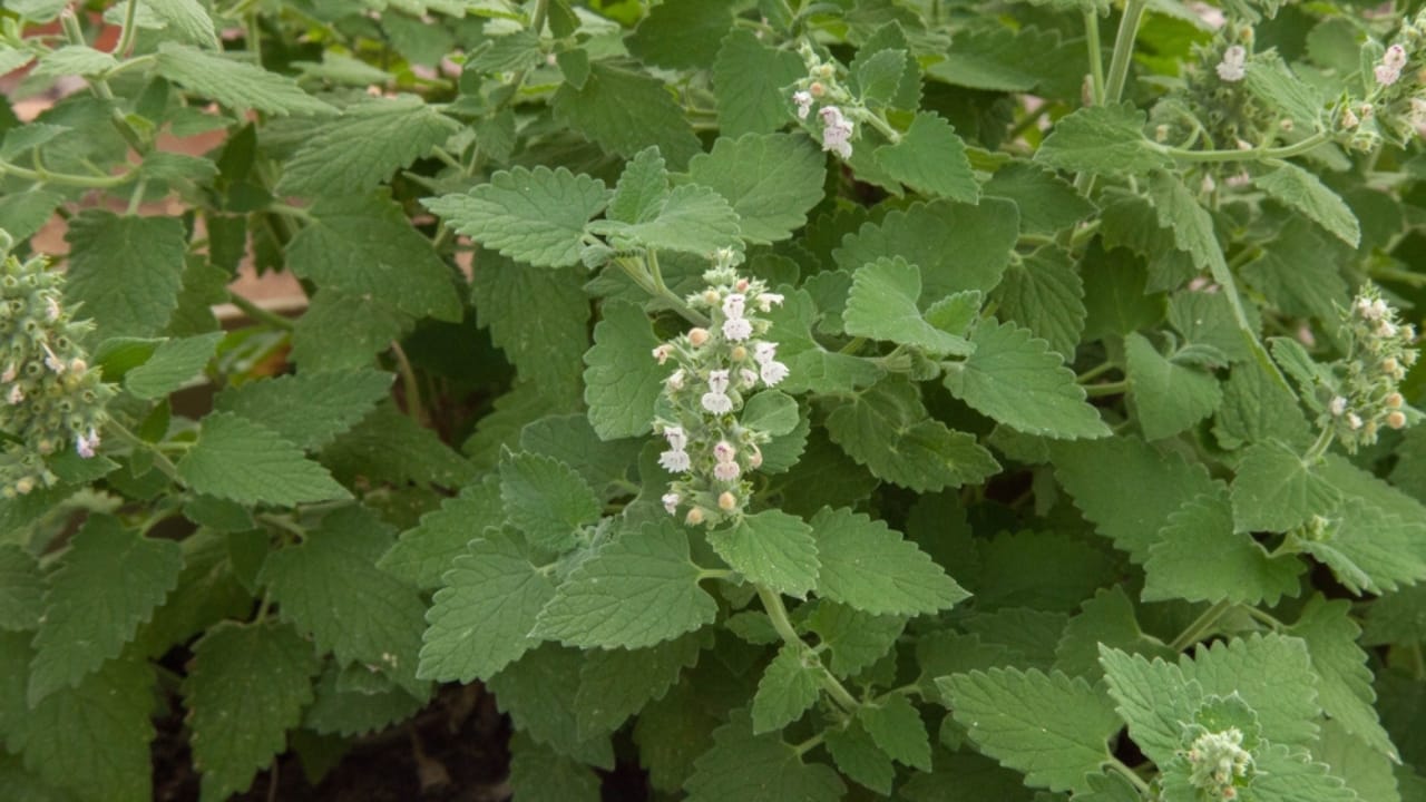 Ditch the Pesticides: 15 Natural Pest-Repelling Plants for a Thriving Garden 13 Ditch the Pesticides: 15 Natural Pest-Repelling Plants for a Thriving Garden - catnip dp624778446