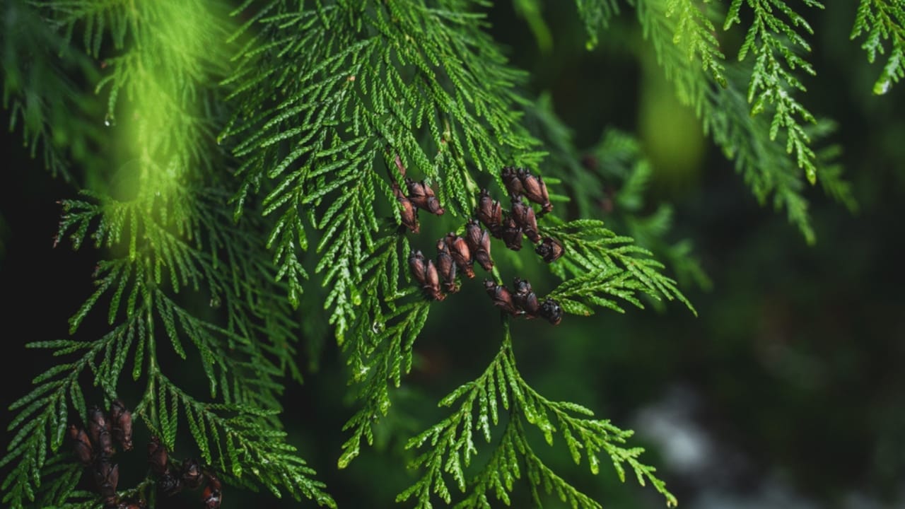 What Do Deer Love to Eat? 15 of Their Favorite Foods 14 What Do Deer Love to Eat? 15 of Their Favorite Foods - cedar foliage dp631848146