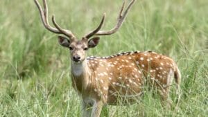 India's Invasive Deer Species Spreading Across the U.S. 1 India's Invasive Deer Species Spreading Across the U.S. - cheetal deer ss204899686