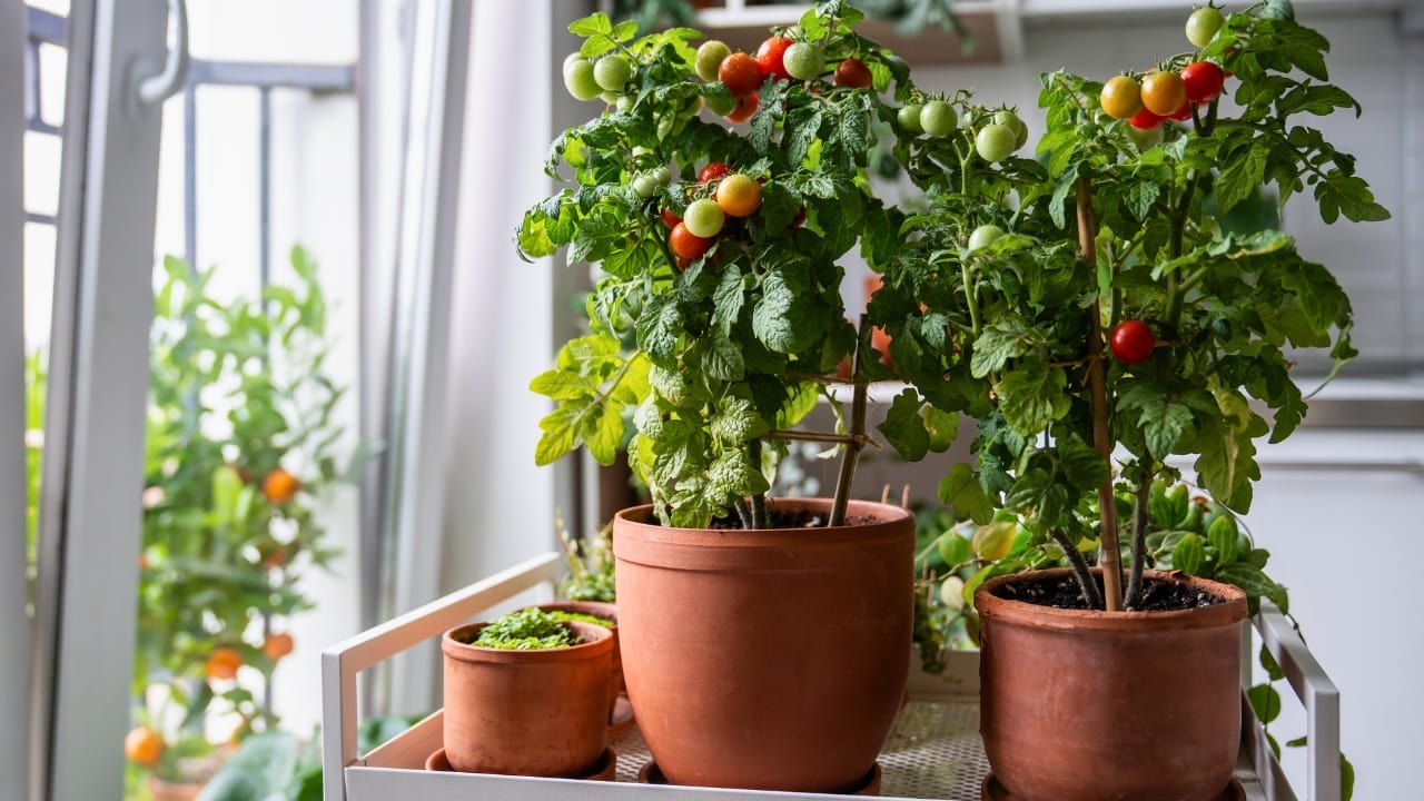 6 Houseplants That Double as Edible Delights 18 6 Houseplants That Double as Edible Delights - cherry tomatoes and houseplants ss2507109401