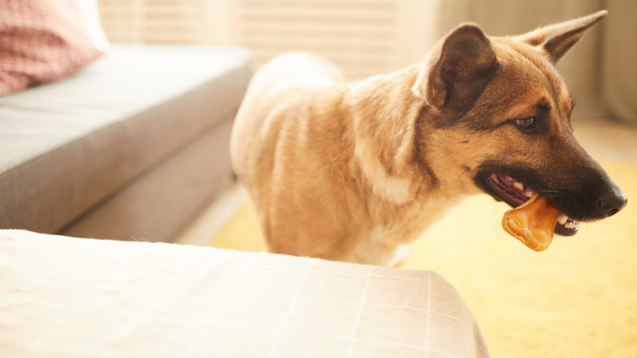 Relax Your Anxious Dog with These 15 Calming Treats 12 Relax Your Anxious Dog with These 15 Calming Treats - chew treats dp346790686