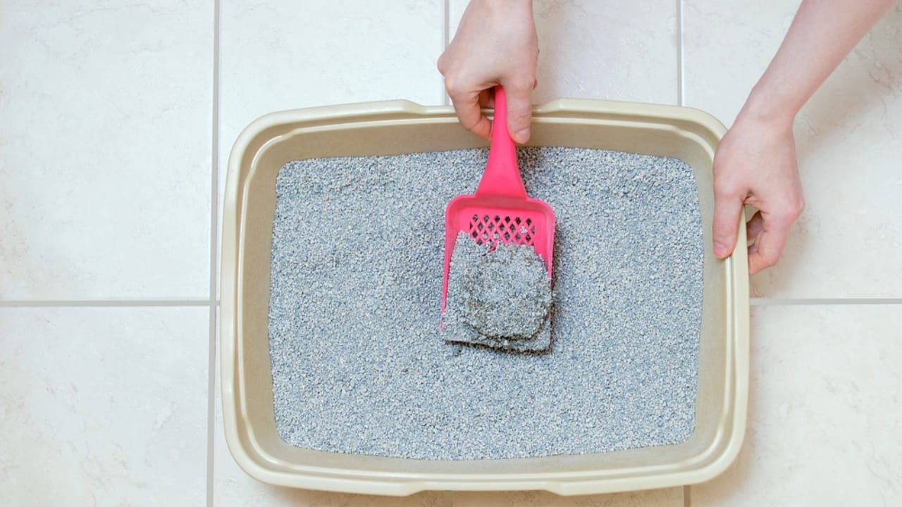 Avoid These 15 Smells if You Want to Keep Your Cat Happy 11 Avoid These 15 Smells if You Want to Keep Your Cat Happy -