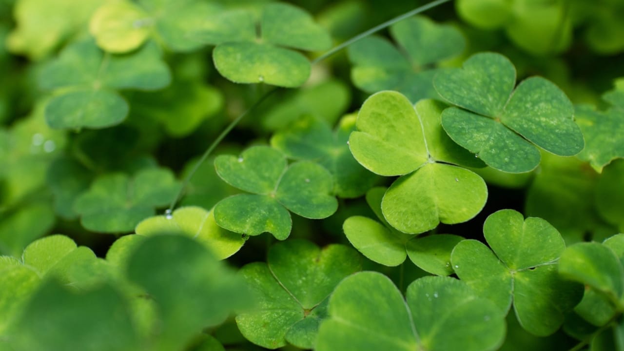 What Do Deer Love to Eat? 15 of Their Favorite Foods 6 What Do Deer Love to Eat? 15 of Their Favorite Foods - clover dp114333414