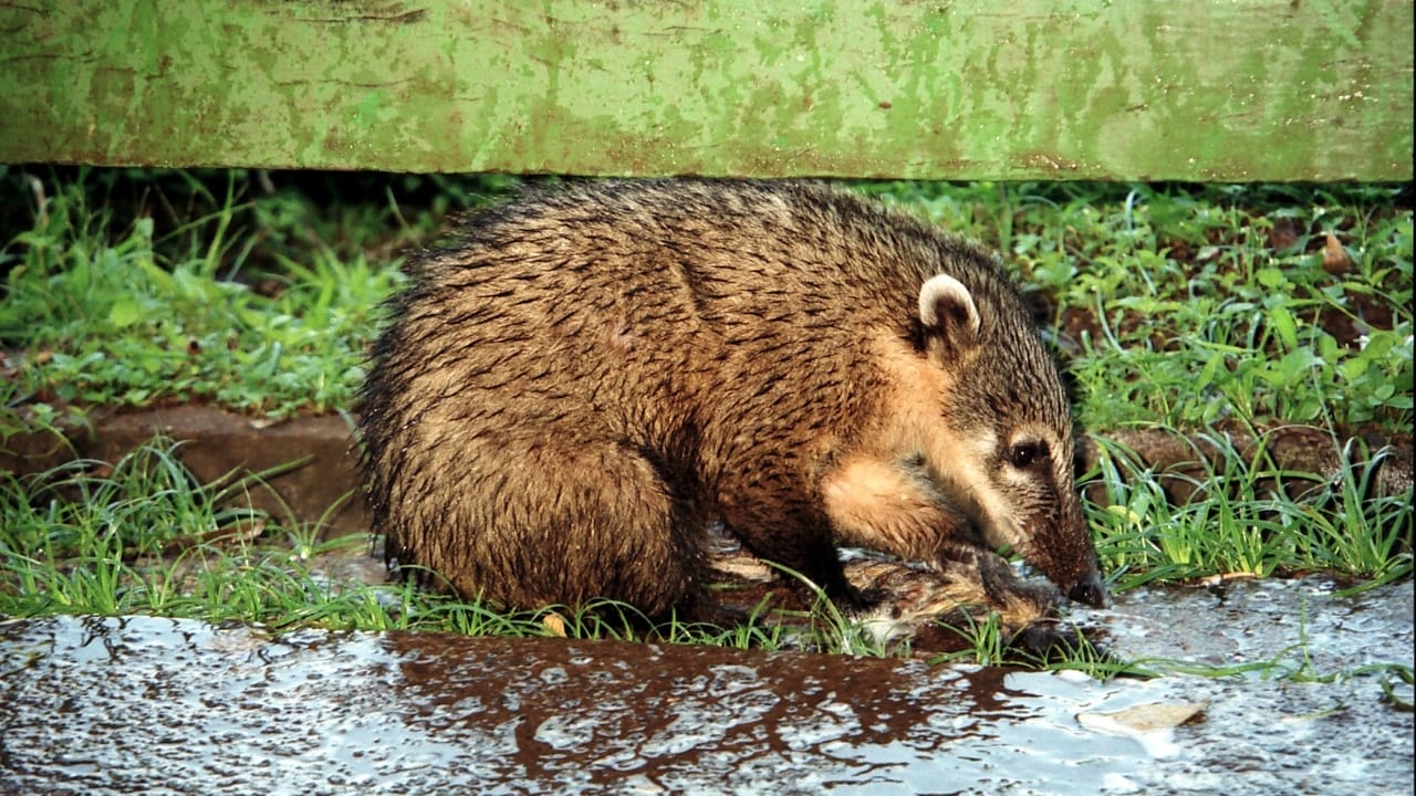 Love Them All You Want, But These Animals are Illegal as Pets in the U.S. 6 Love Them All You Want, But These Animals are Illegal as Pets in the U.S. - coatis wc