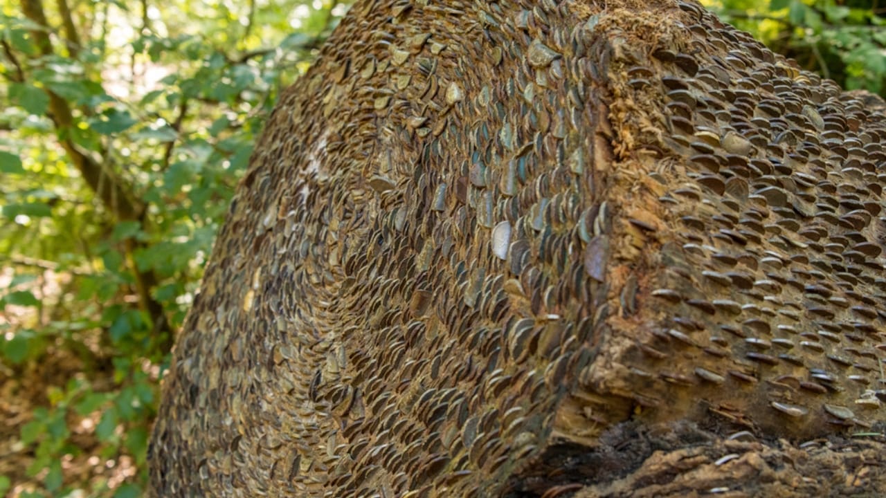 The Centuries-Old Tradition of Hammering Coins Into Trees 6 The Centuries-Old Tradition of Hammering Coins Into Trees - coin tree ss1663665061