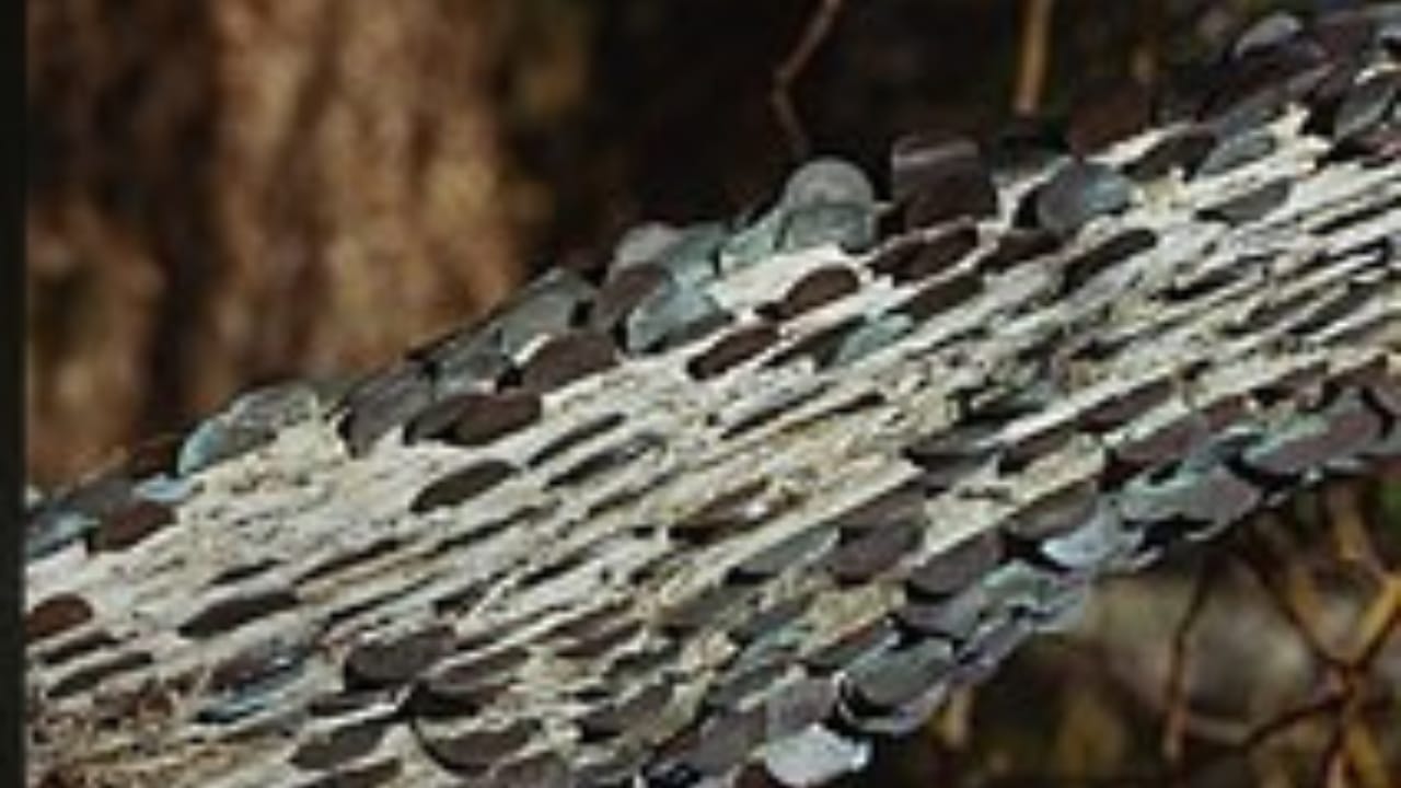 The Centuries-Old Tradition of Hammering Coins Into Trees 3 The Centuries-Old Tradition of Hammering Coins Into Trees - coin tree wc