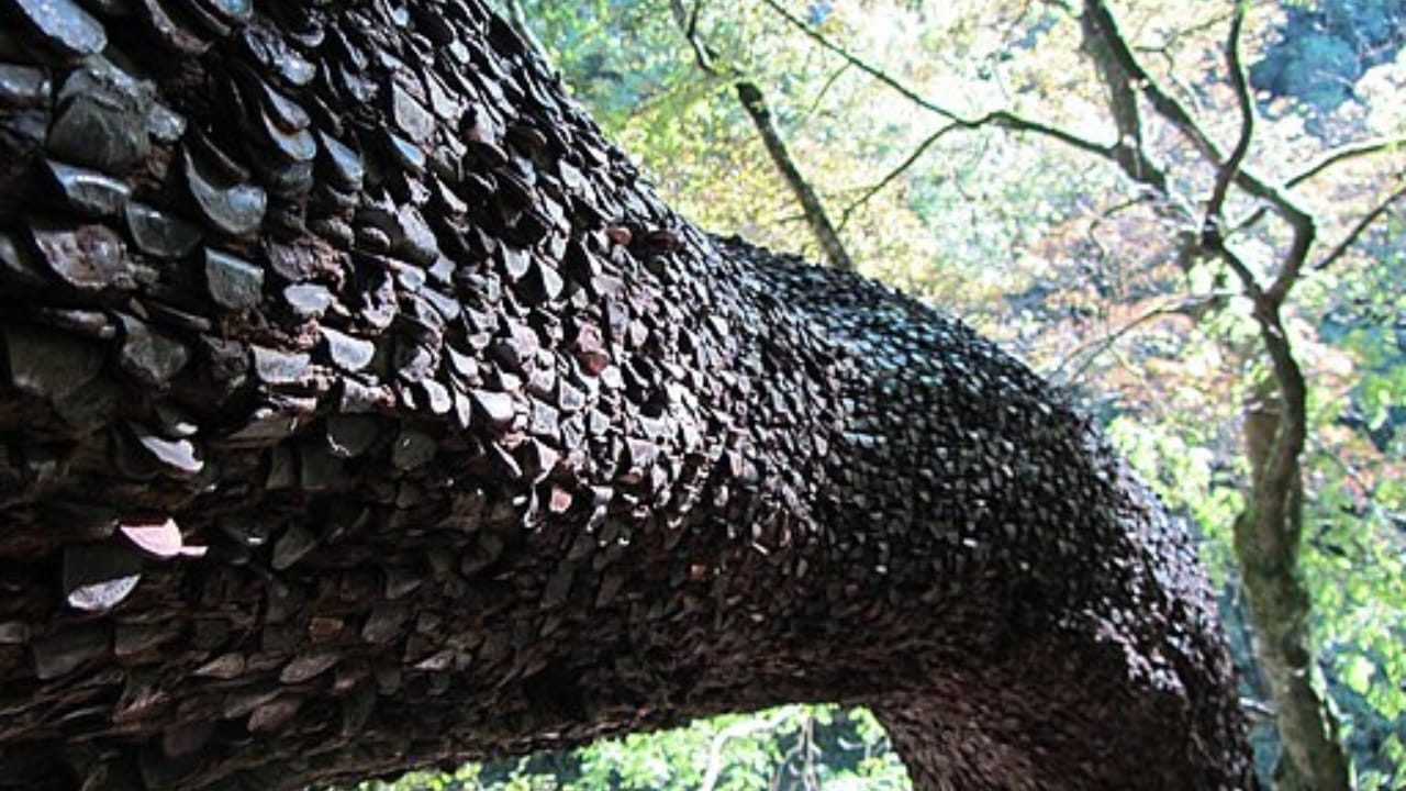 The Centuries-Old Tradition of Hammering Coins Into Trees 2 The Centuries-Old Tradition of Hammering Coins Into Trees - coin trees of the british isles wc