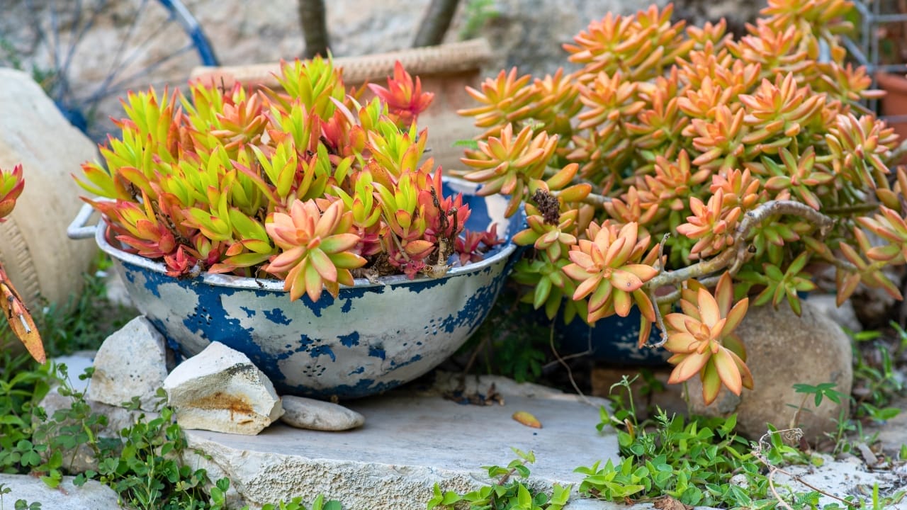 16 Unconventional Garden Containers to Spice Up Your Outdoor Space 10 16 Unconventional Garden Containers to Spice Up Your Outdoor Space - colander planter ss1830280277
