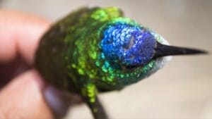 5 Reasons You Might Want to Reconsider Feeding Hummingbirds in Your Yard 1 5 Reasons You Might Want to Reconsider Feeding Hummingbirds in Your Yard - colibri multi color ss756185614