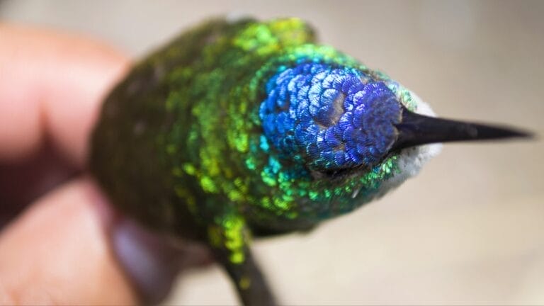 5 Reasons You Might Want to Reconsider Feeding Hummingbirds in Your Yard 9 5 Reasons You Might Want to Reconsider Feeding Hummingbirds in Your Yard - colibri multi color ss756185614