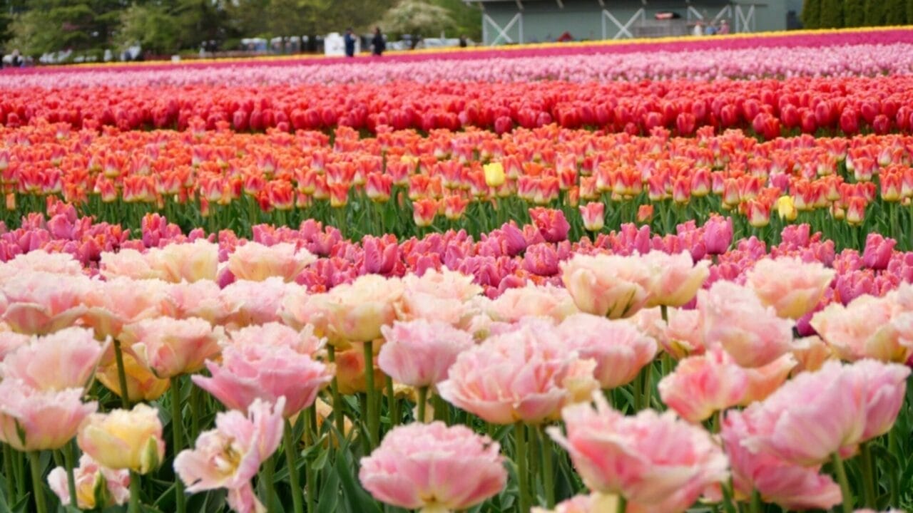 Want Show-Stopping Parrot Tulips? Here’s How to Grow & Maintain Them 5 Want Show-Stopping Parrot Tulips? Here’s How to Grow & Maintain Them - colorful parrot tulips ss2454080599