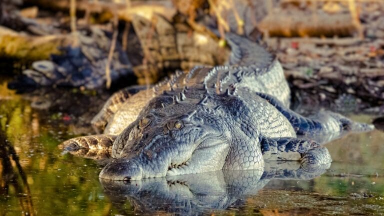 'Dominator’ – The World’s Largest Wild Crocodile Weighing Over 2,000 Pounds, As Big as a Small School Bus - crocodile austrailia ss2300274729