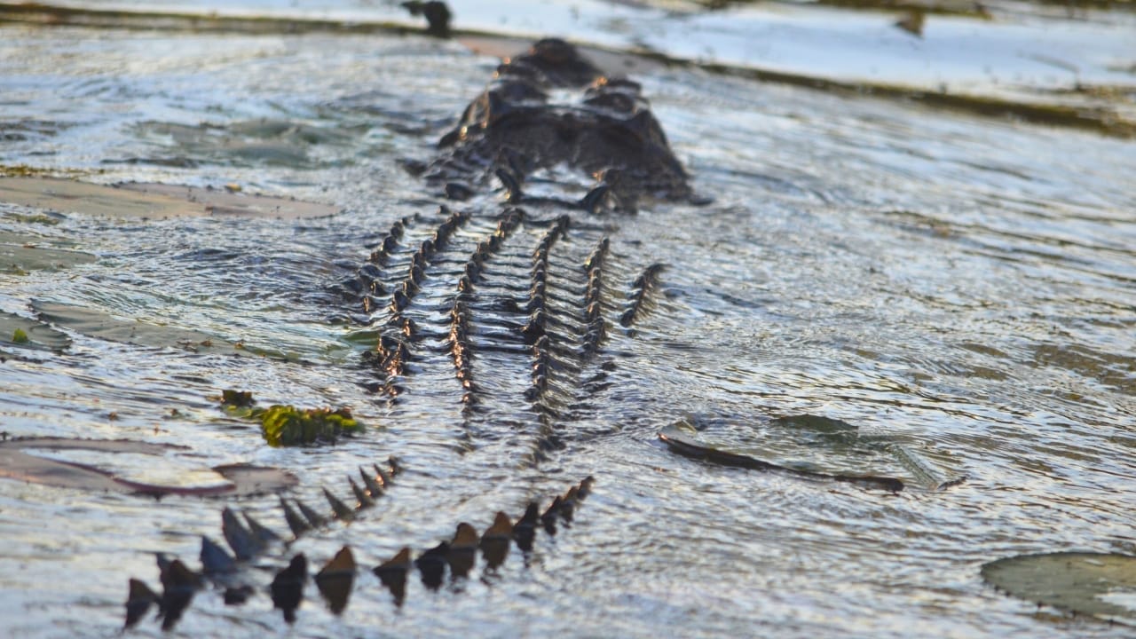'Dominator’ – The World’s Largest Wild Crocodile Weighing Over 2,000 Pounds, As Big as a Small School Bus 7 'Dominator’ – The World’s Largest Wild Crocodile Weighing Over 2,000 Pounds, As Big as a Small School Bus - crocodile swimming ss2484135915
