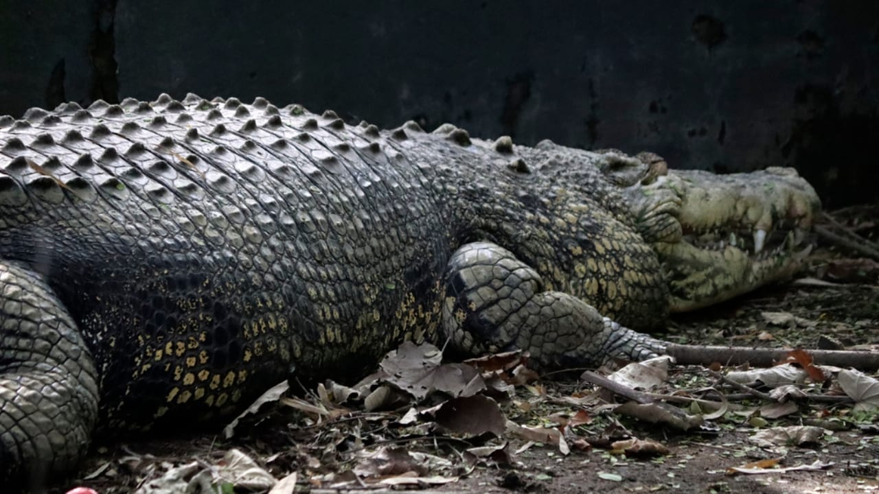 'Dominator’ – The World’s Largest Wild Crocodile Weighing Over 2,000 Pounds, As Big as a Small School Bus - crocodile dp550949544