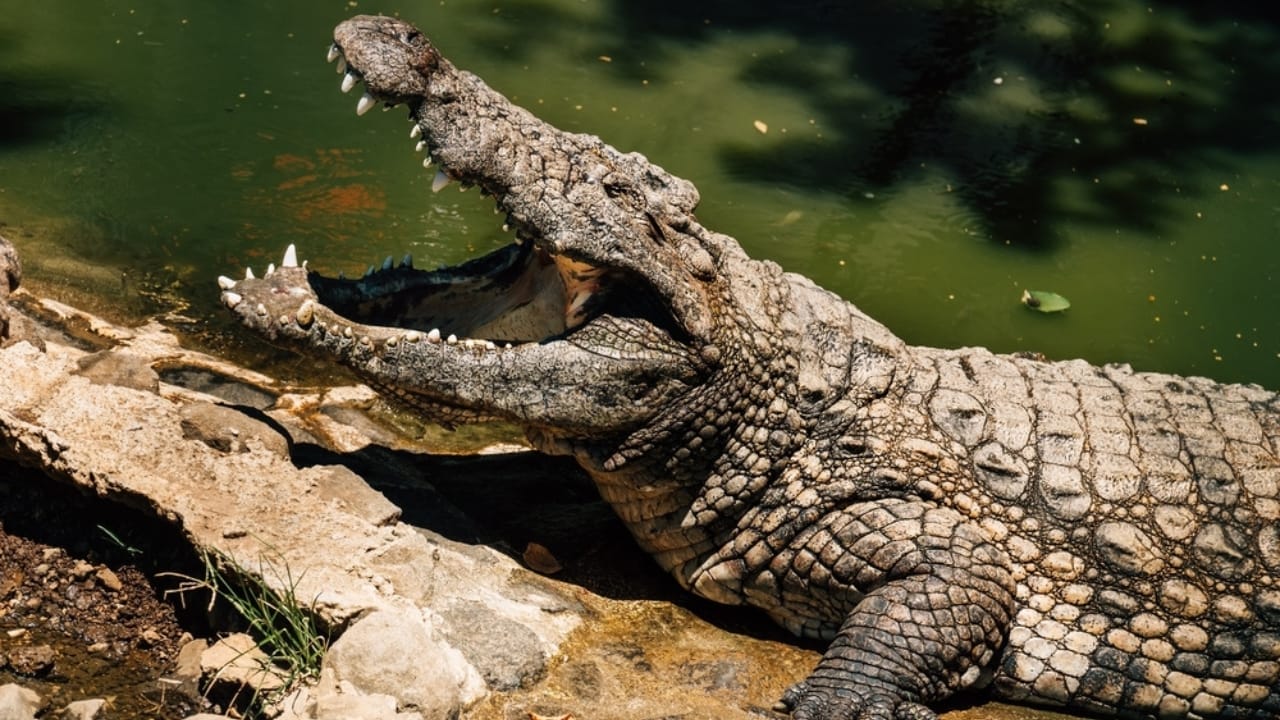 'Dominator’ – The World’s Largest Wild Crocodile Weighing Over 2,000 Pounds, As Big as a Small School Bus - crocodile ss2251526223