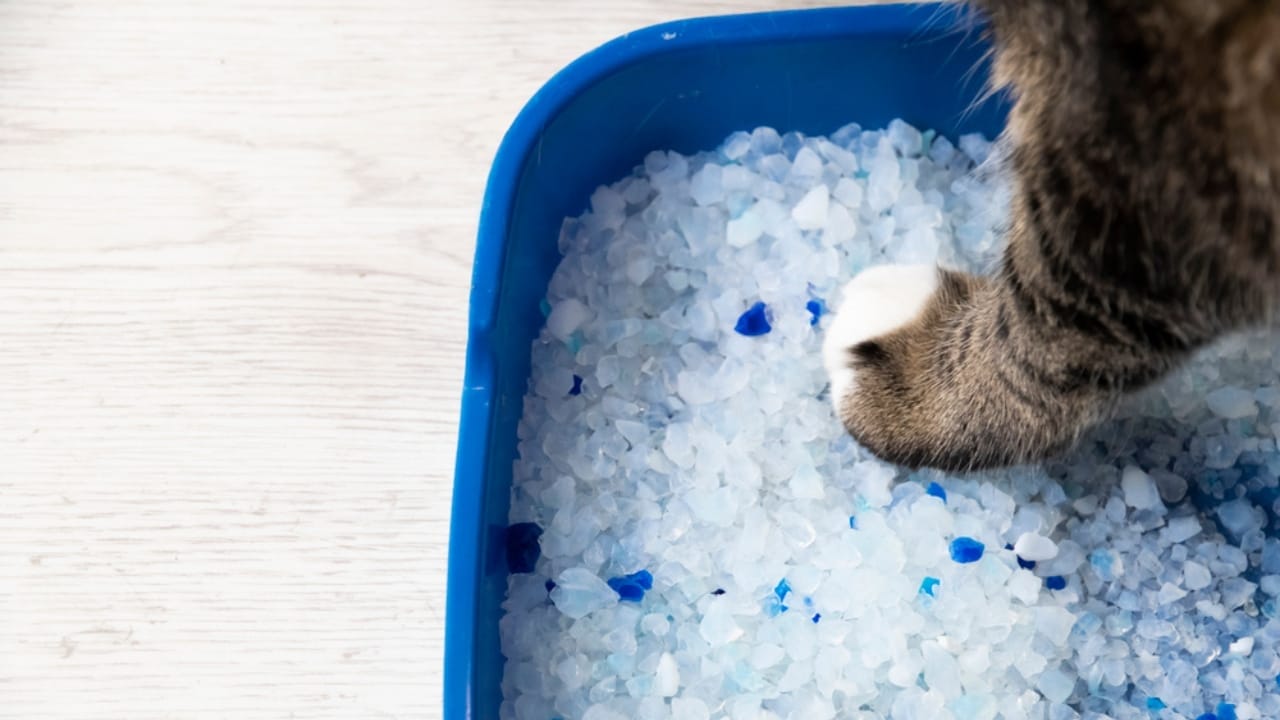 10 Smart Ways to Eliminate Cat Litter Odor from Your Home 3 10 Smart Ways to Eliminate Cat Litter Odor from Your Home - crystal litter dp451065984