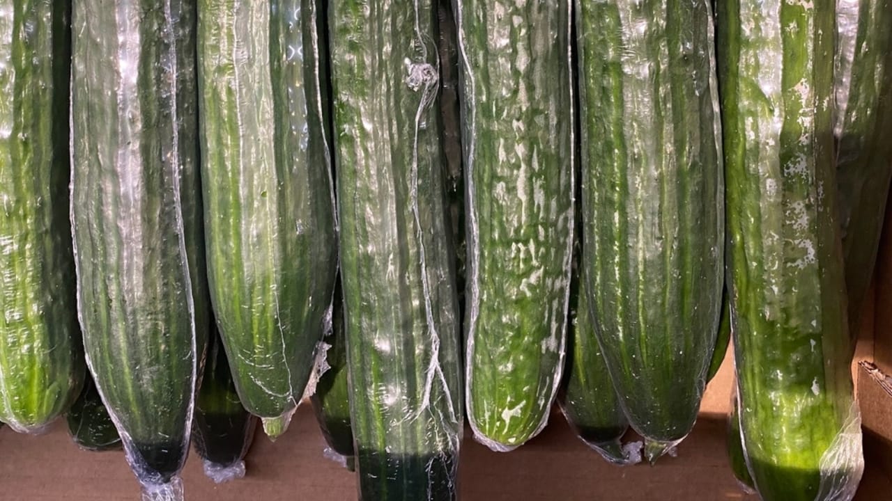 Why Cucumbers are Wrapped in Plastic—and Why it’s a Good Thing 3 Why Cucumbers are Wrapped in Plastic—and Why it’s a Good Thing - cucumber wrapped in plastic ss2392568463
