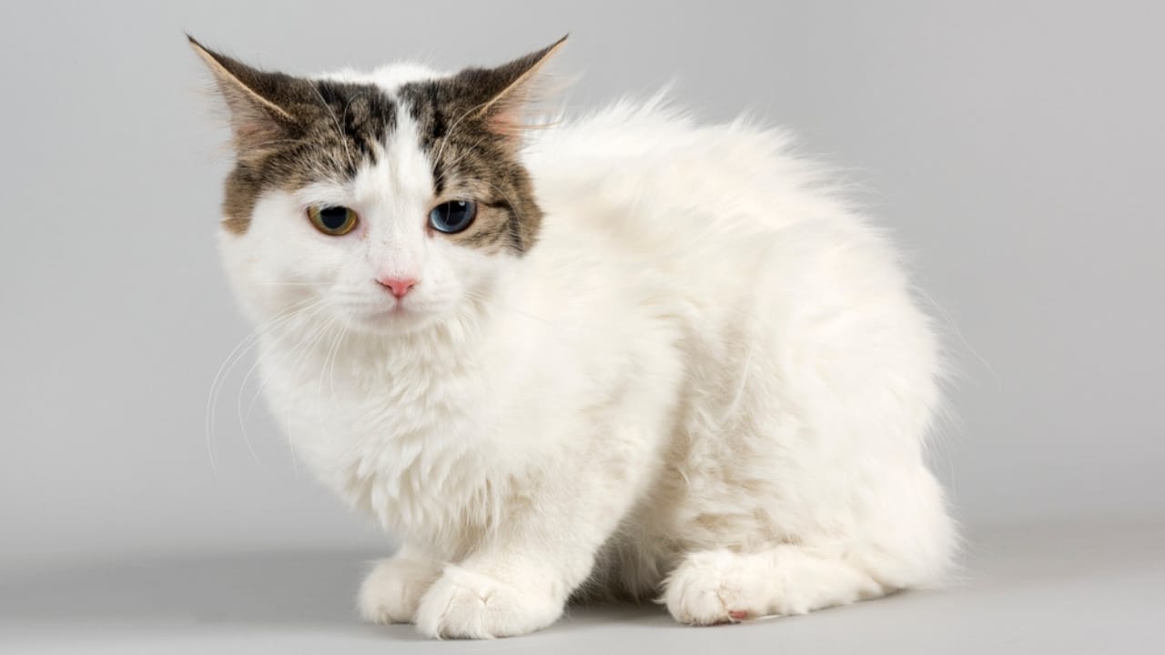 15 Luxurious Long-Haired Cats You'll Fall in Love With 15 15 Luxurious Long-Haired Cats You'll Fall in Love With - cymric cat dp339073390