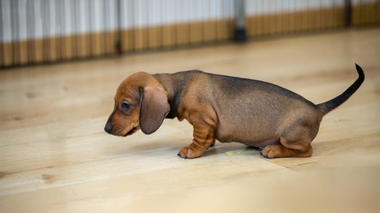 How Long Can Your Dog Hold Their Bladder? An Age-Based Overview 2 How Long Can Your Dog Hold Their Bladder? An Age-Based Overview - dachshund puppy peeing ss2398922275