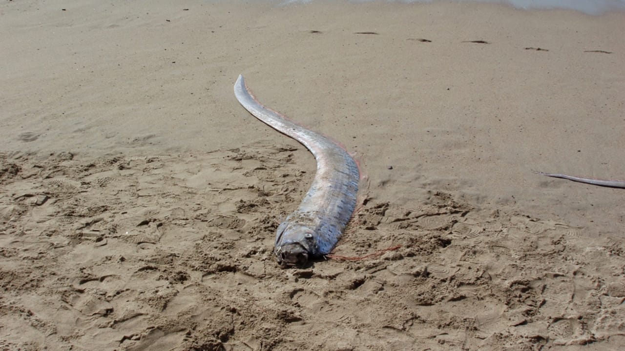 The 'Doomsday Fish' and its Eerie Connection to Natural Disasters 4 The 'Doomsday Fish' and its Eerie Connection to Natural Disasters - dead oarfish dp34568469