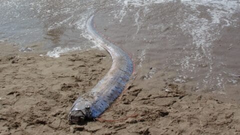 The 'Doomsday Fish' and its Eerie Connection to Natural Disasters