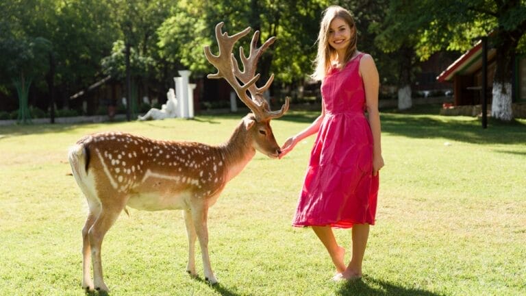 What Do Deer Love to Eat? 15 of Their Favorite Foods 7 What Do Deer Love to Eat? 15 of Their Favorite Foods - deer eating ss2313976031