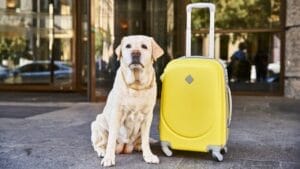 50 of the Best Dog-Friendly Hotels in the U.S. 1 50 of the Best Dog-Friendly Hotels in the U.S. - dog hotel yellow lab ss2429253965