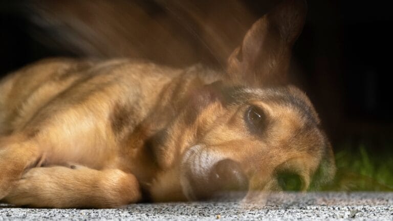 These Dog Breeds Have the Shortest Lifespans—One Breed Lives Just 5 Years - dog passing away ss2339174721