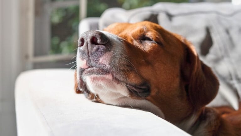 12 Short-Haired Dog Breeds That Fit Perfectly into a Low-Maintenance Routine 9 12 Short-Haired Dog Breeds That Fit Perfectly into a Low-Maintenance Routine - dog resting sleeping ss2283860051