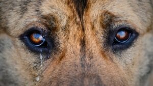 15 Animals That Seem to Understand Death in Surprising Ways 1 15 Animals That Seem to Understand Death in Surprising Ways - dog tears crying ss1734261593 degm
