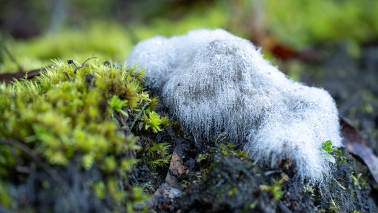 15 Reasons Why Dog Poop is a Serious Health Hazard 9 15 Reasons Why Dog Poop is a Serious Health Hazard - dog poop fungus molds ss2504392441