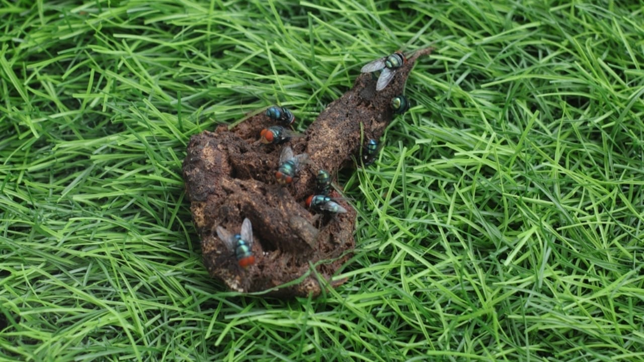 15 Reasons Why Dog Poop is a Serious Health Hazard 8 15 Reasons Why Dog Poop is a Serious Health Hazard - dog poop infested with green flies ss2435387045