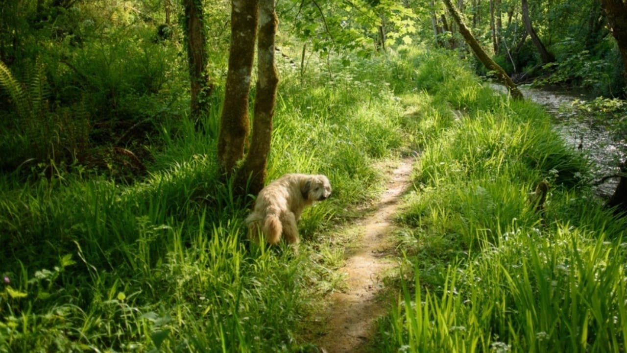 15 Reasons Why Dog Poop is a Serious Health Hazard 5 15 Reasons Why Dog Poop is a Serious Health Hazard - dog pooping by a river ss2460229347