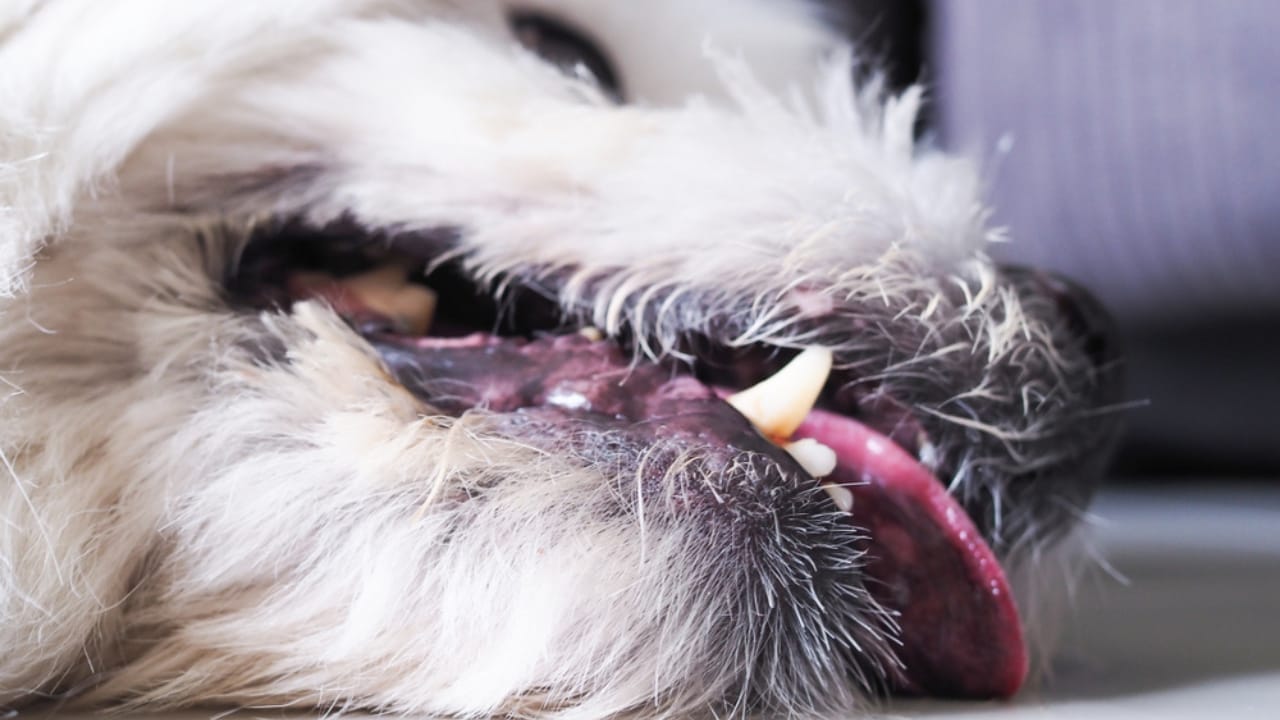 Gabapentin for Dogs: Important Information Every Dog Owner Needs 4 Gabapentin for Dogs: Important Information Every Dog Owner Needs - dog sick and tired ss1455047849