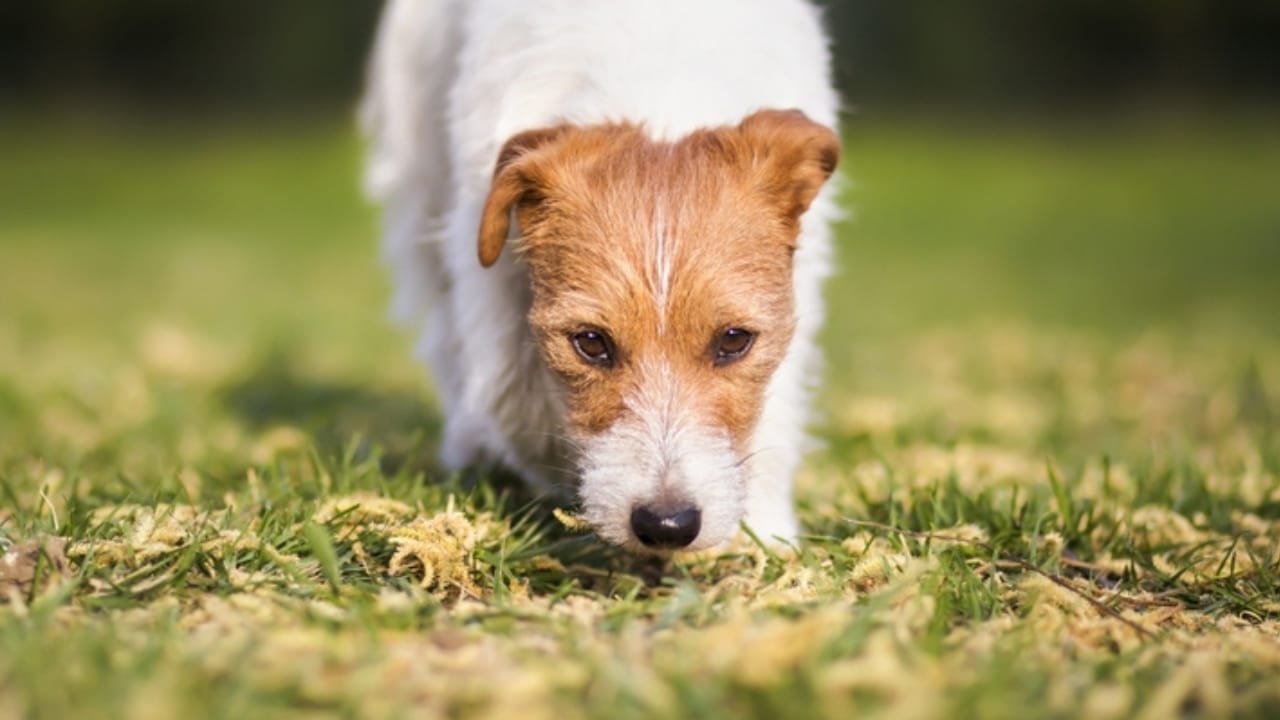15 Dog Behaviors You’re Probably Misunderstanding - dog sniffing on the grass ss2459759771