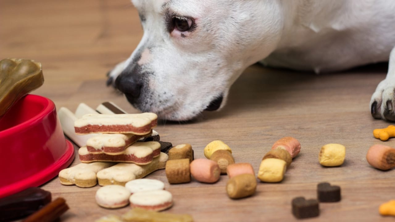 Relax Your Anxious Dog with These 15 Calming Treats 3 Relax Your Anxious Dog with These 15 Calming Treats - dog treats dp583508496