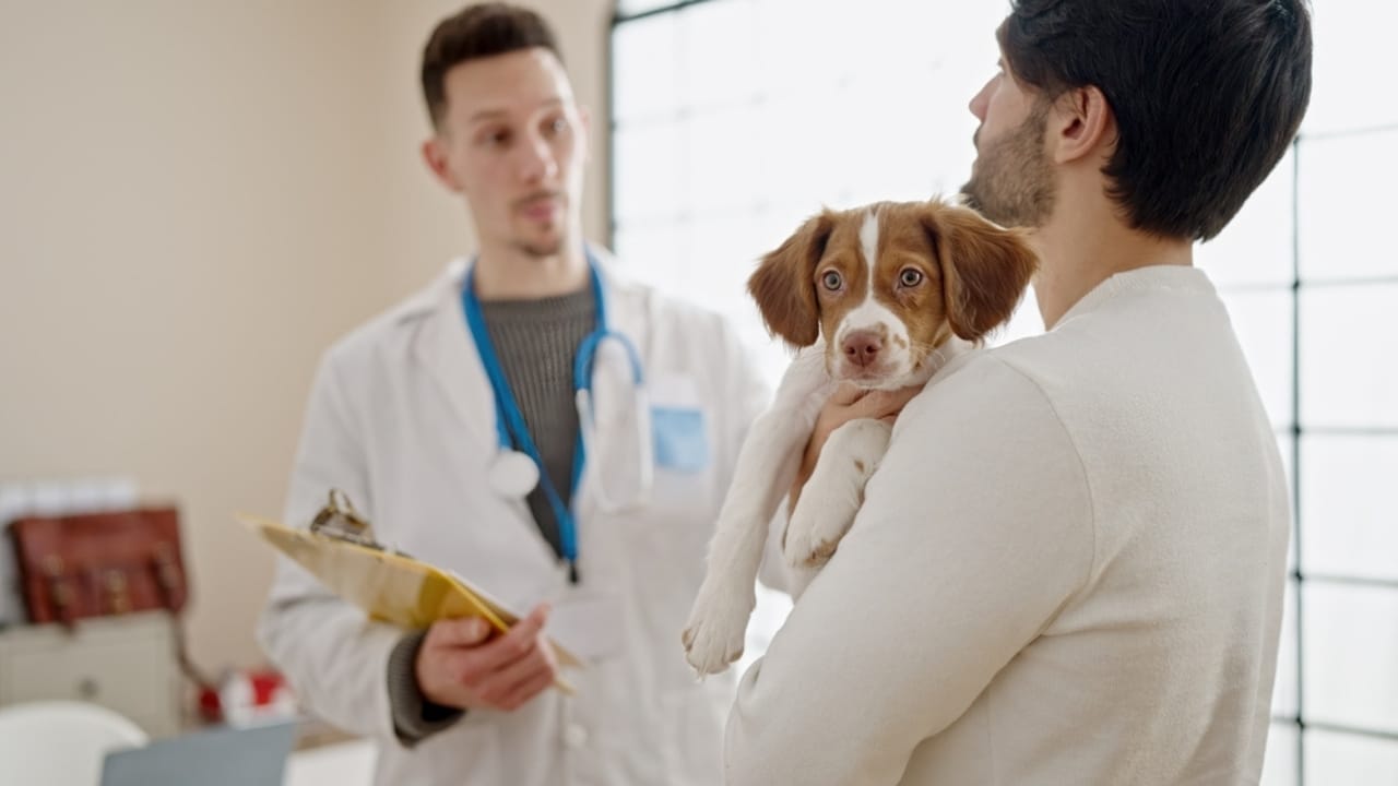 10 Things to Do Before Bringing Your Rescue Dog into Your Home - dog veterinarian consultation ss2362400205