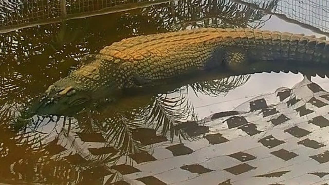 'Dominator’ – The World’s Largest Wild Crocodile Weighing Over 2,000 Pounds, As Big as a Small School Bus - dominator lolong wc